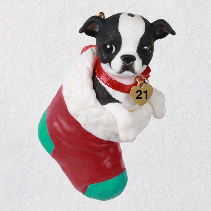 Hallmark | Puppy Love Boston Terrier 2021 Ornament