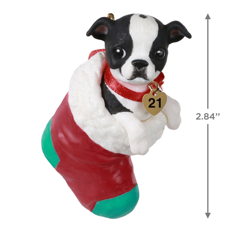 Hallmark | Puppy Love Boston Terrier 2021 Ornament