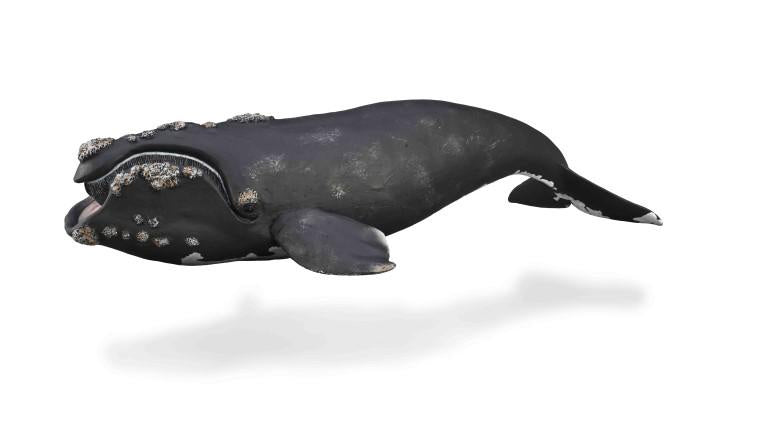 CollectA | Right Whale XL