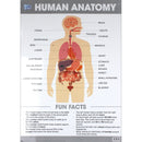 Anker Play Educational Chart - Human Anatomy