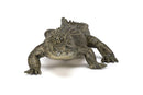 Papo | Alligator