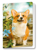 3D Corgi Birthday card