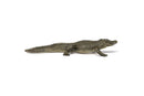 Papo | Alligator