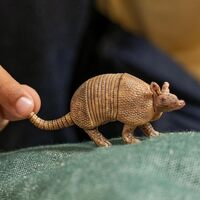 Schleich Armadillo