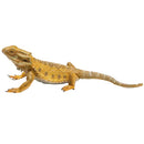 CollectA Bearded Dragon Lizard Figurine