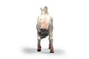 Schleich Knabstrupper Mare new