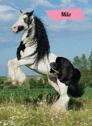 My Poster Book Horses & Ponies RRP $24.99