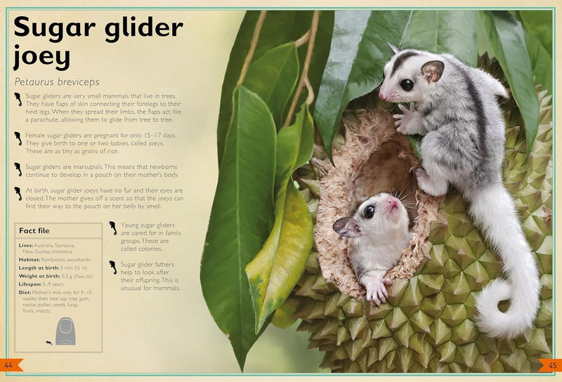 Magnificent Book of Baby Animals