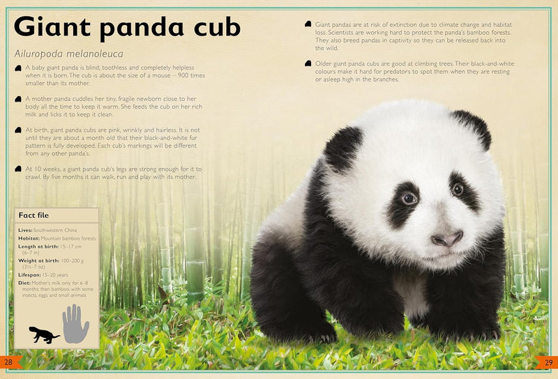Magnificent Book of Baby Animals