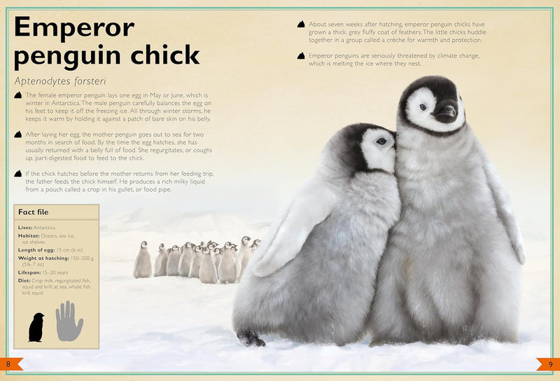 Magnificent Book of Baby Animals