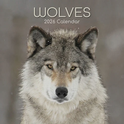 2026 Square Calendar Wolves