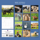 2026 Square Calendar Baby Animals