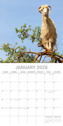 2026 Square Calendar Goats in Trees