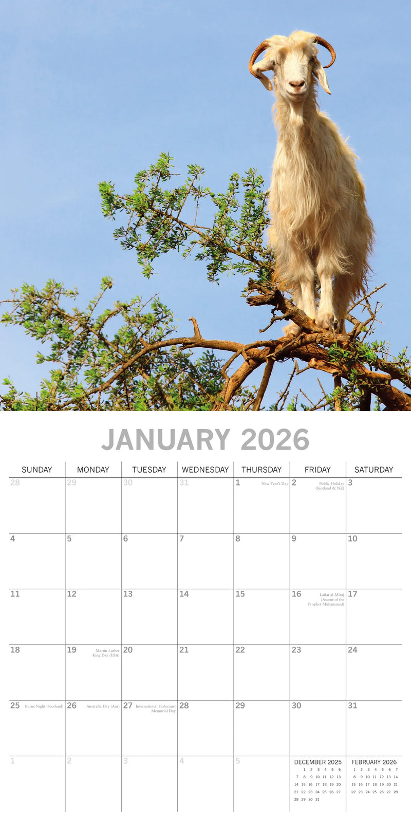 2026 Square Calendar Goats in Trees