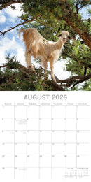 2026 Square Calendar Goats in Trees