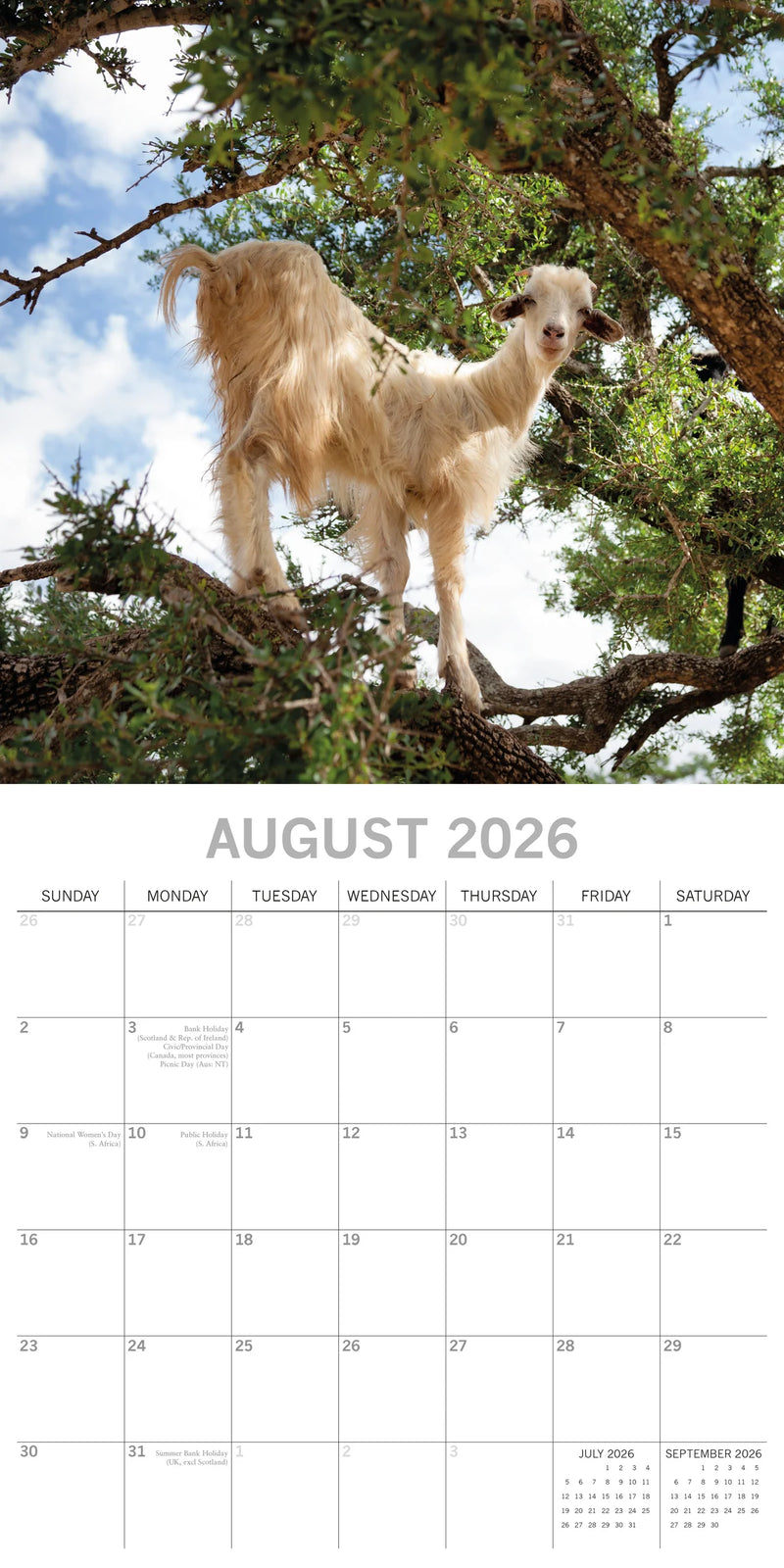 2026 Square Calendar Goats in Trees