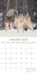 2026 Square Calendar Wolves