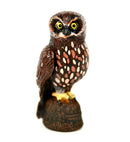 Science and Nature Boobook Owl