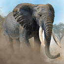 CollectA African Bush  Elephant
