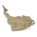 CollectA | Angel Shark