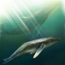 CollectA Humpback Whale Calf M