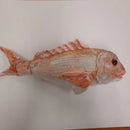 Antics | Snapper Soft Toy