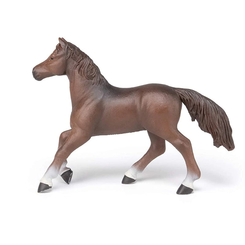 Papo | Anglo-Arab Mare