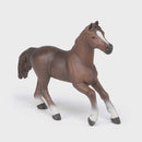 Papo | Anglo-Arab Mare