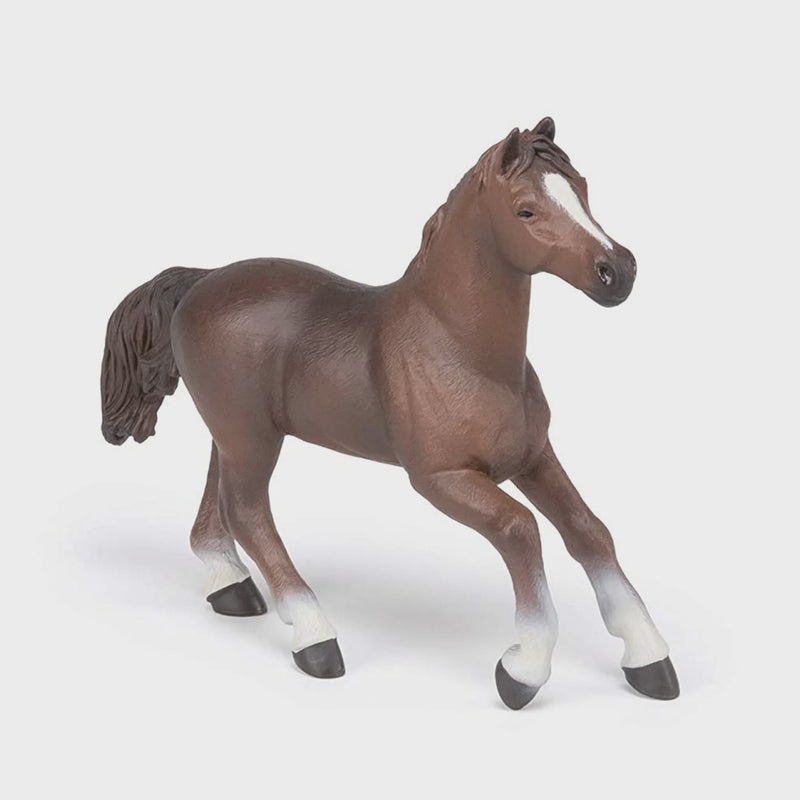 Papo | Anglo-Arab Mare