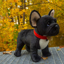 Rappa: French Bulldog With Collar (30cm)