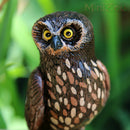 Science and Nature Boobook Owl