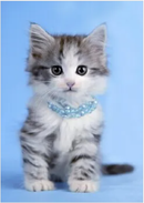 3D Kitten Picture 30*40CM