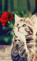 Diamond Painting Kits for Adults & Kids, 5D DIY Kitten 20x30cm