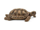 Schleich | Wildlife - Tortoise Home