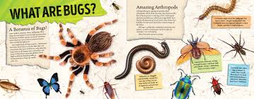 Amazing World Bugs