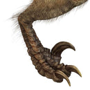 Natural History Museum Dinosaur Picture Viewer