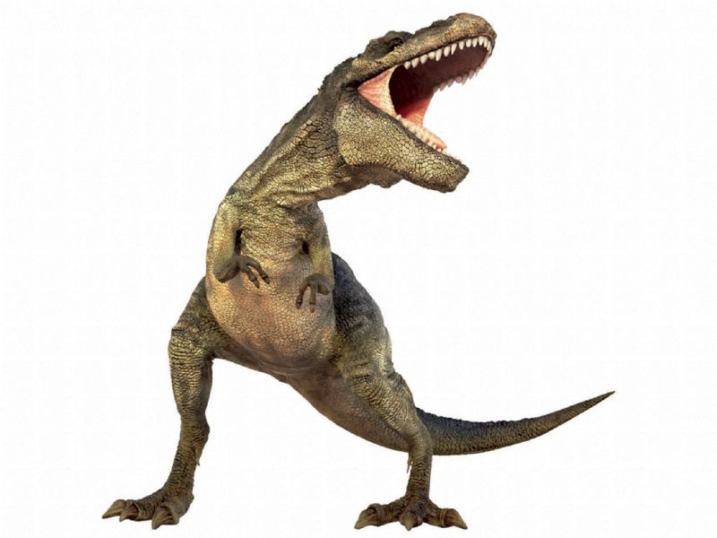 Natural History Museum Dinosaur Picture Viewer