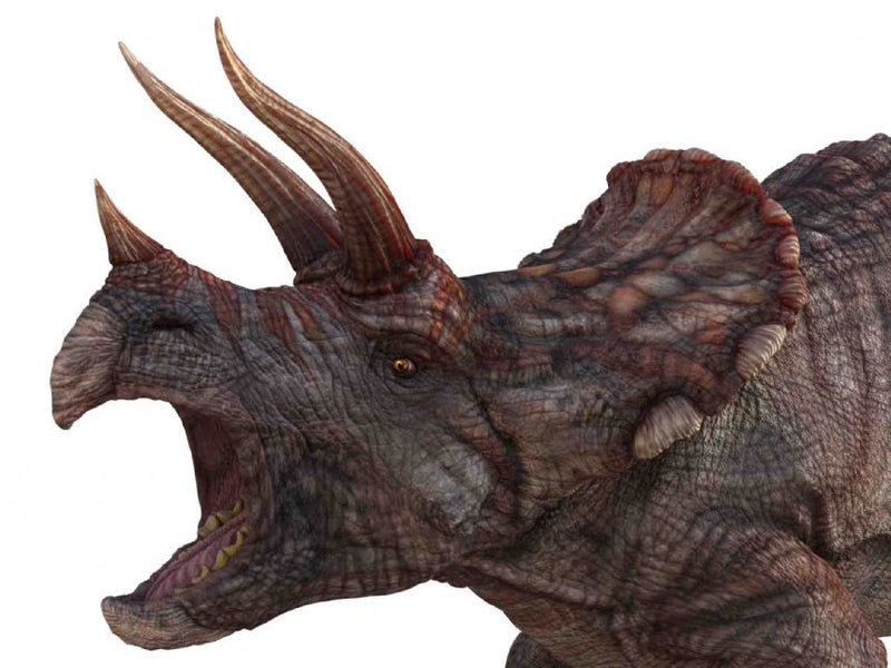 Natural History Museum Dinosaur Picture Viewer