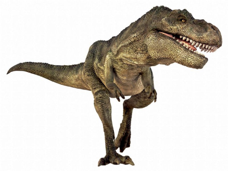 Natural History Museum Dinosaur Picture Viewer