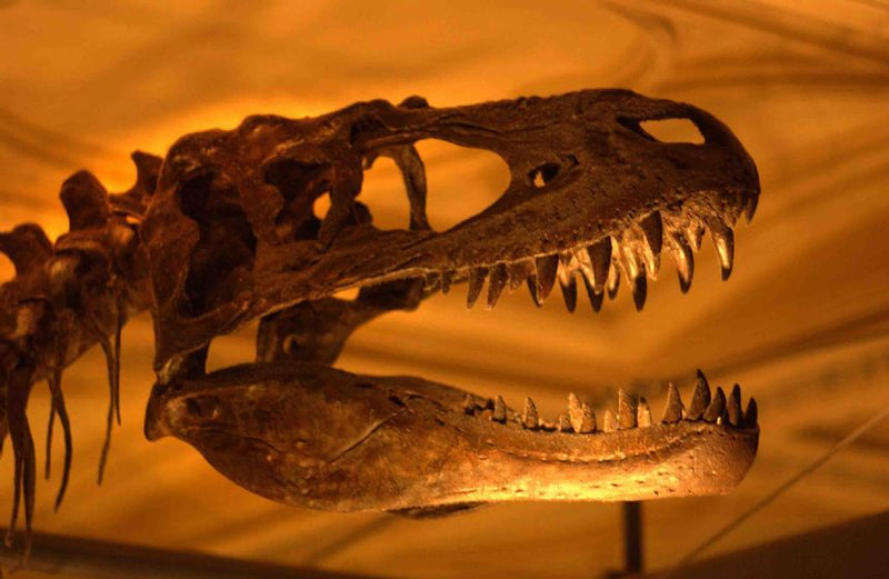 Natural History Museum Dinosaur Picture Viewer