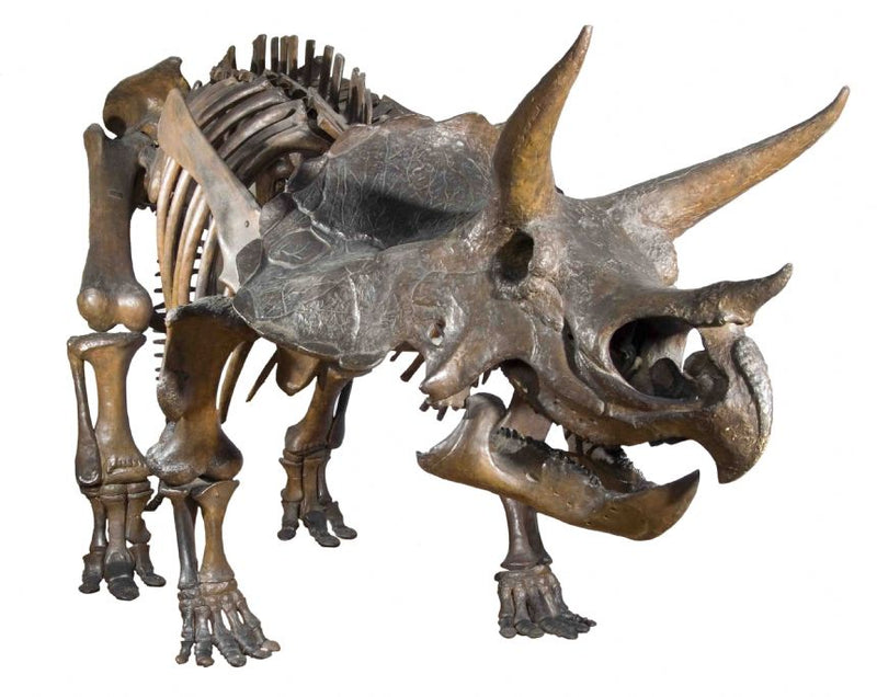 Natural History Museum Dinosaur Picture Viewer