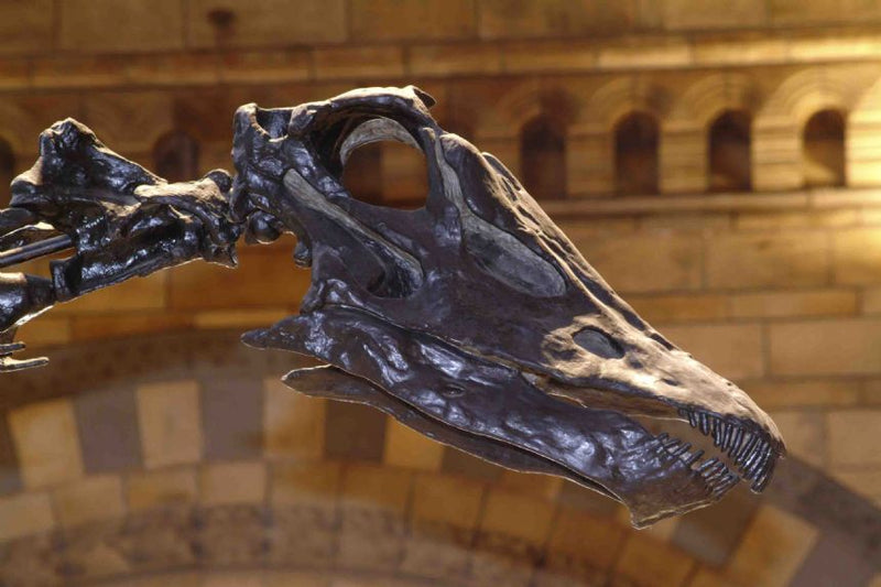 Natural History Museum Dinosaur Picture Viewer