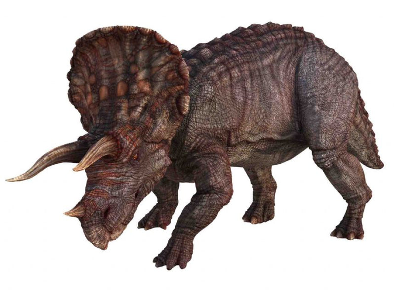 Natural History Museum Dinosaur Picture Viewer
