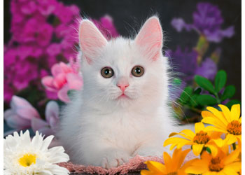 Ravensburger Glitter Puzzle Cat RRP $59.99