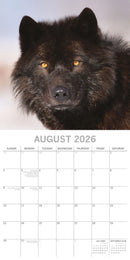 2026 Square Calendar Wolves