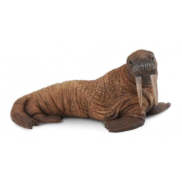 Collecta | Walrus