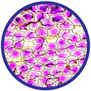 Brainstorm | 450X Microscope