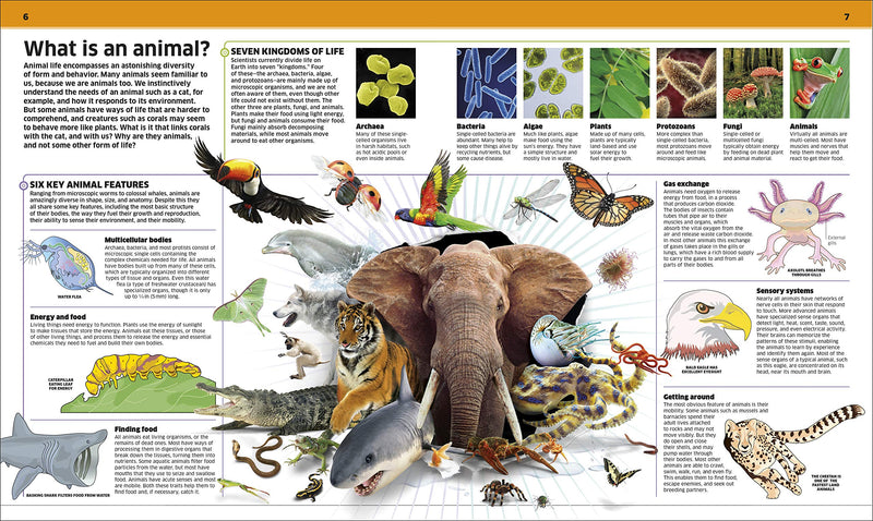 DK | Knowledge Encyclopedia Animal!
