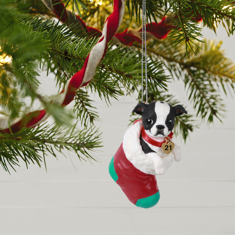 Hallmark | Puppy Love Boston Terrier 2021 Ornament