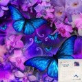 Butterflies -5D crystal bead Art set 30 x40cm
